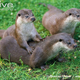 Illustration for article titled Monday Mustelid - Lutra lutra Edition